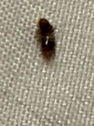 Carpet beetle larva