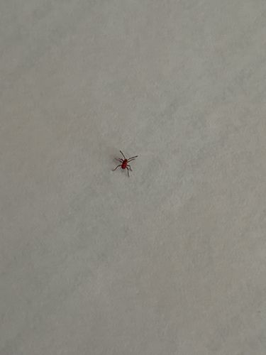 Red Grass Mite / Concrete Mite