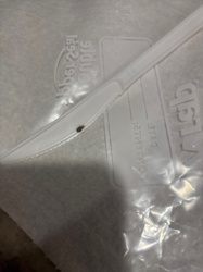 Carpet beetle (likely Black Carpet Beetle)