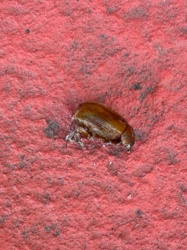 Sawtoothed Grain Beetle