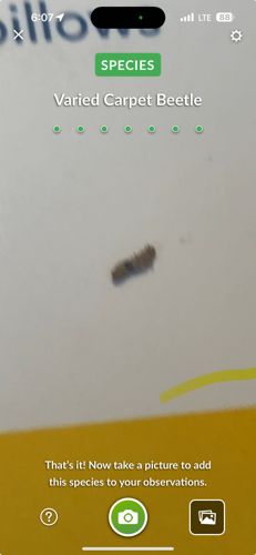 Varied Carpet Beetle