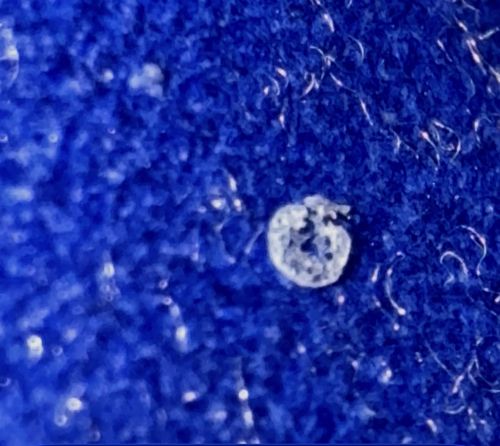 Bird Mite (specifically likely Ornithonyssus spp.) or Dust Mite (Dermatophagoides spp.)