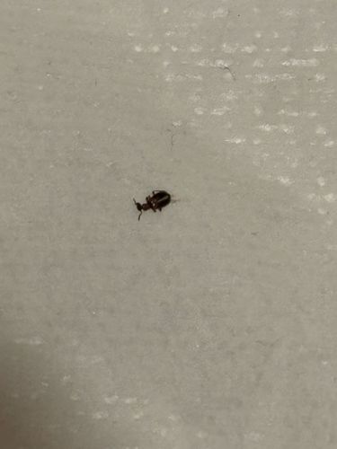 Confused Flour Beetle