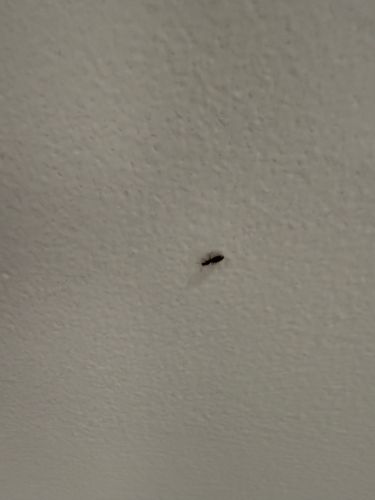 Thrips