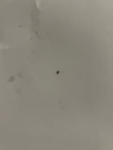 Carpet Beetle (likely Black Carpet Beetle)