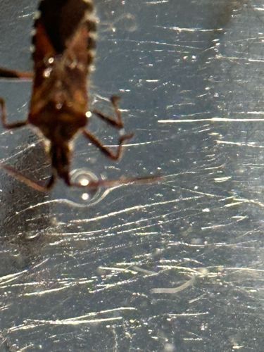 Brown Marmorated Stink Bug