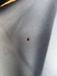 Bird Mite