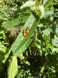 Small Milkweed Bug
