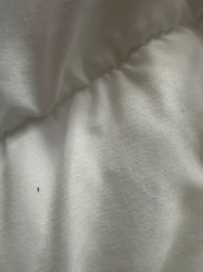 Thrips (sometimes called Thunderflies or Thunderbugs)