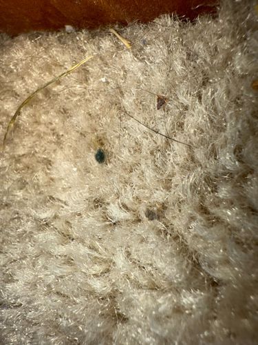 Carpet beetle (larva)