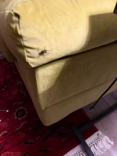 Brown Recluse Spider