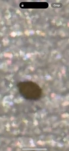Carpet Beetle (larva)