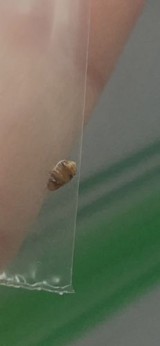 Carpet Beetle (larva)