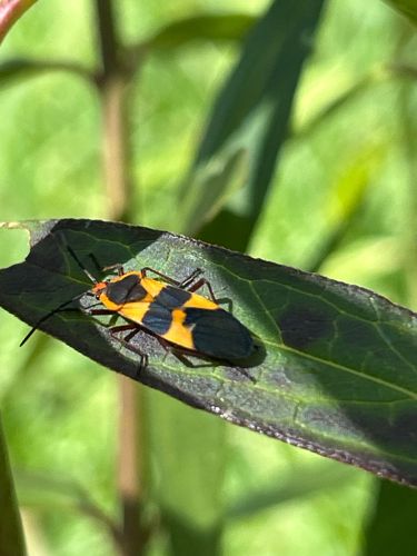 Large Milkweed Bug
