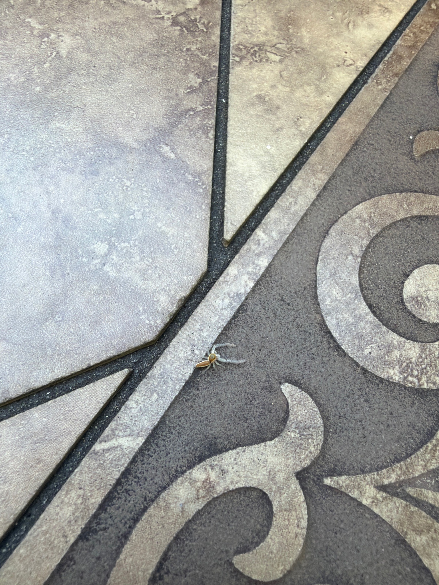 Two-striped Jumper