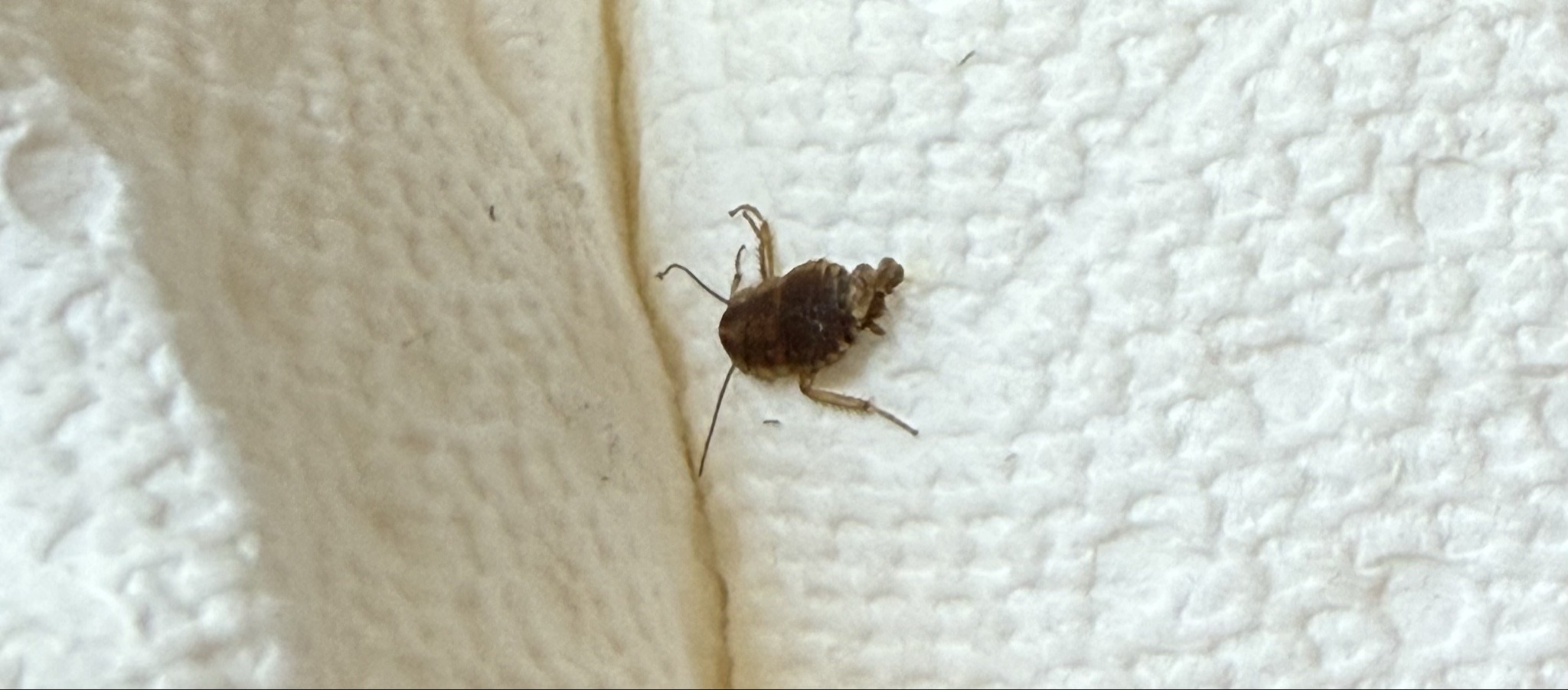 Bed Bug
