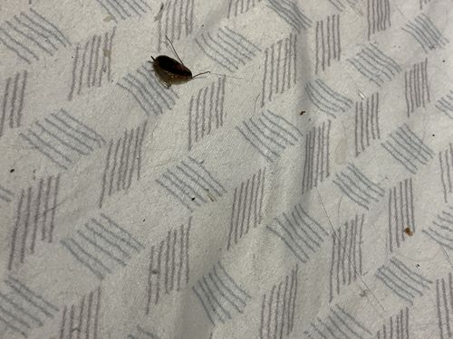 German Cockroach