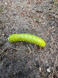 Tobacco Hornworm (larva)