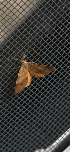 It is difficult to determine the exact common name without more specific features, but it appears to be a type of Owlet Moth or a related Noctuidae moth. It shares characteristics with species like the Small Yellow Underwing (Noctua comes) due to the yellow/orange hindwings, though its forewings are primarily brown with subtler markings, or possibly a related species within the family.