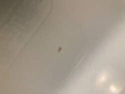 Carpet Beetle
