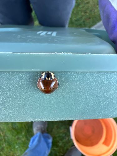 Twenty-spotted Lady Beetle or Twenty-spotted Ladybug