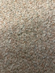 Carpet Beetle (Damage suspected, not the insect itself)