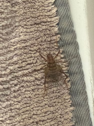 Camel Cricket