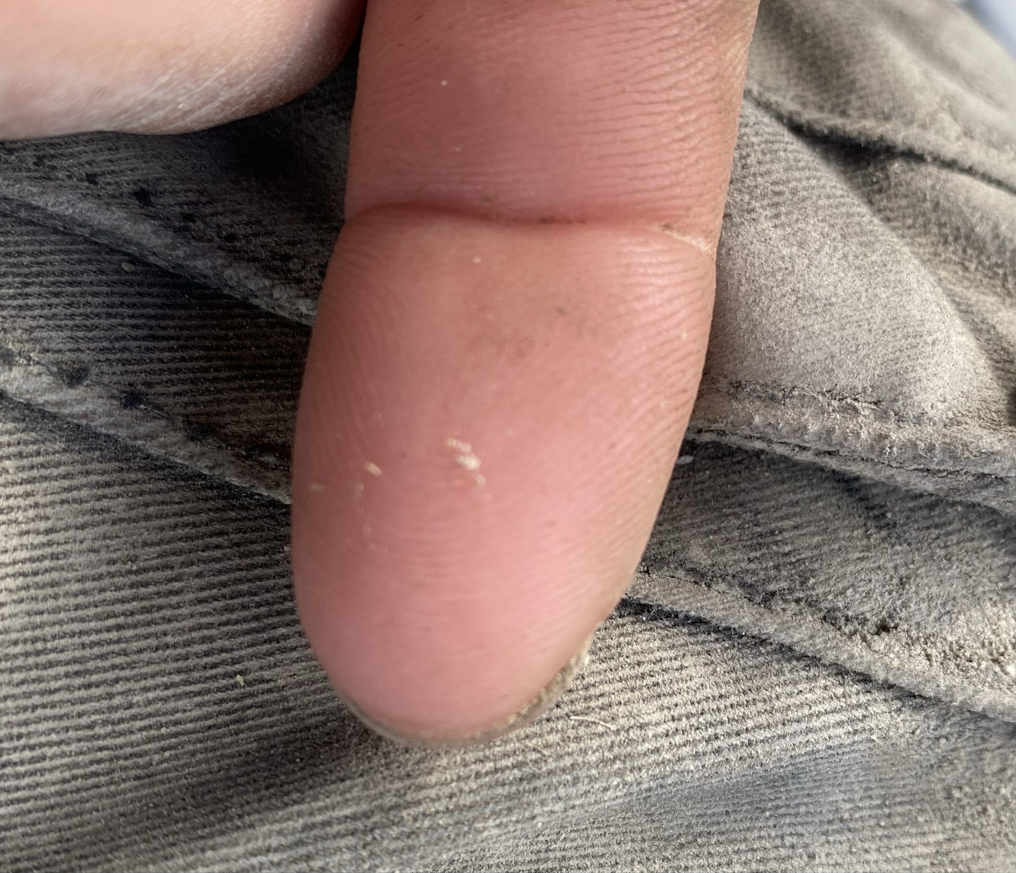 Mold Mite