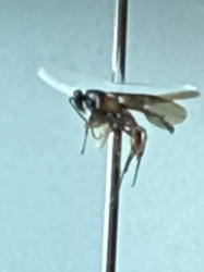 Ichneumon Wasp