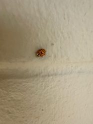 Asian Lady Beetle