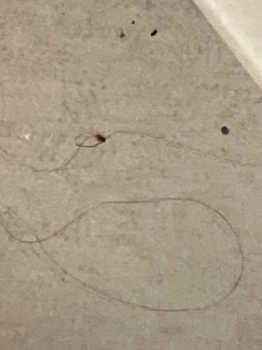 Spider (Web visible)