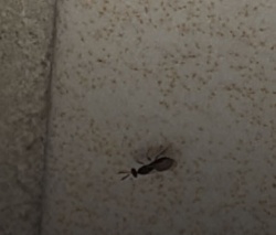 Flying Ant (Winged Ant)