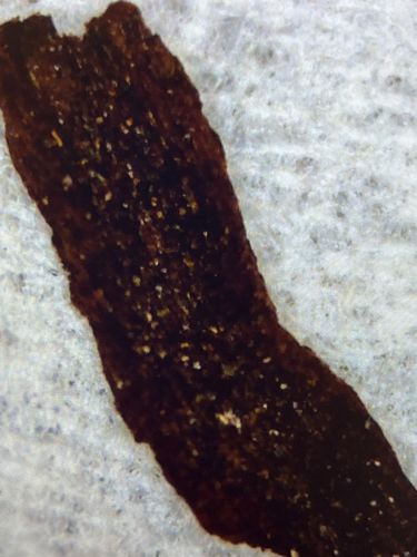 Unidentifiable Material (Not an Insect)