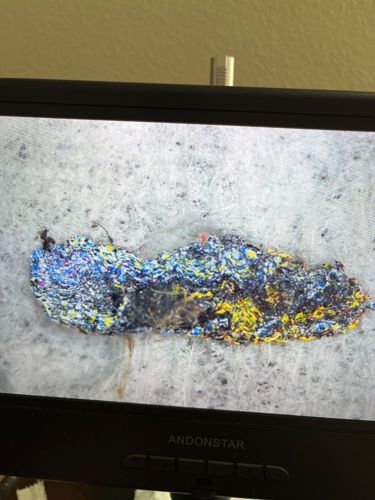 Carpet Beetle Larva (likely varied, common, or black carpet beetle)