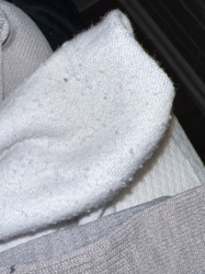 Carpet Beetle (likely Varied Carpet Beetle or Black Carpet Beetle)