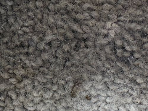 Carpet beetle larva (possibly varied carpet beetle or black carpet beetle)