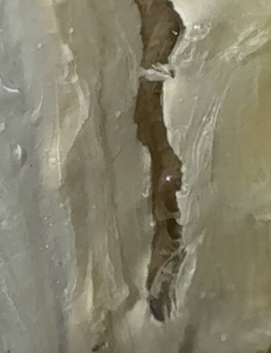 Drain Fly Larva