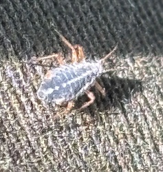 Ant mimic planthopper nymph (likely)