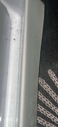 Pharaoh Ant