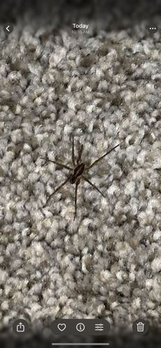 Wolf Spider