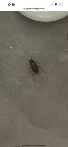 German Cockroach
