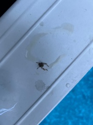 Jumping Spider