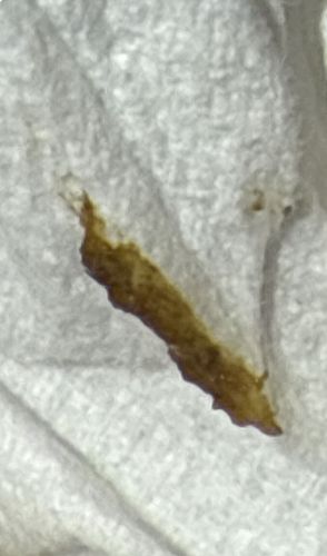 Hoverfly Larva (Syrphid Fly Larva)