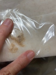 Carpet Beetle (larva)