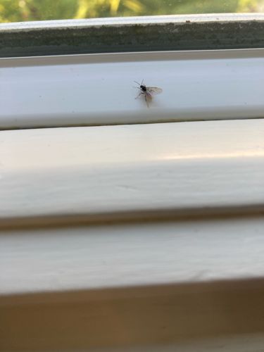 Winged Ant or Swarming Ant (likely a reproductive form)