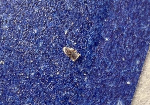 Cigarette Beetle