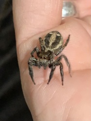 Jumping Spider