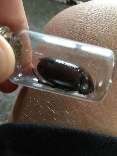 Darkling Beetle