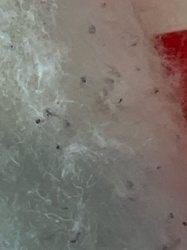 Mold Mites / Dust Mites