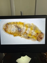 Carpet Beetle Larva (likely varied carpet beetle or furniture carpet beetle)